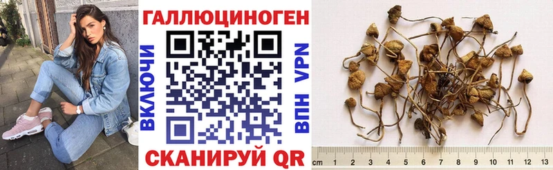 Псилоцибиновые грибы Psilocybine cubensis  что такое   Тулун 